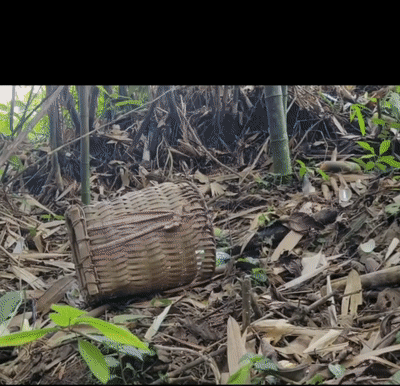 快手上的擦边短片“竹笋炒肉”，好逆天也好奇怪资源[115M]